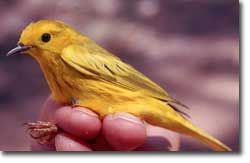 Yellow Warbler