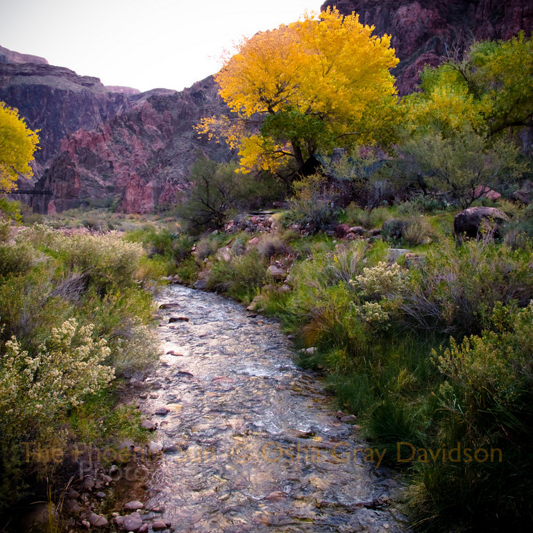 Bright Angel Creek, bottom of the Grand Canyon (December).