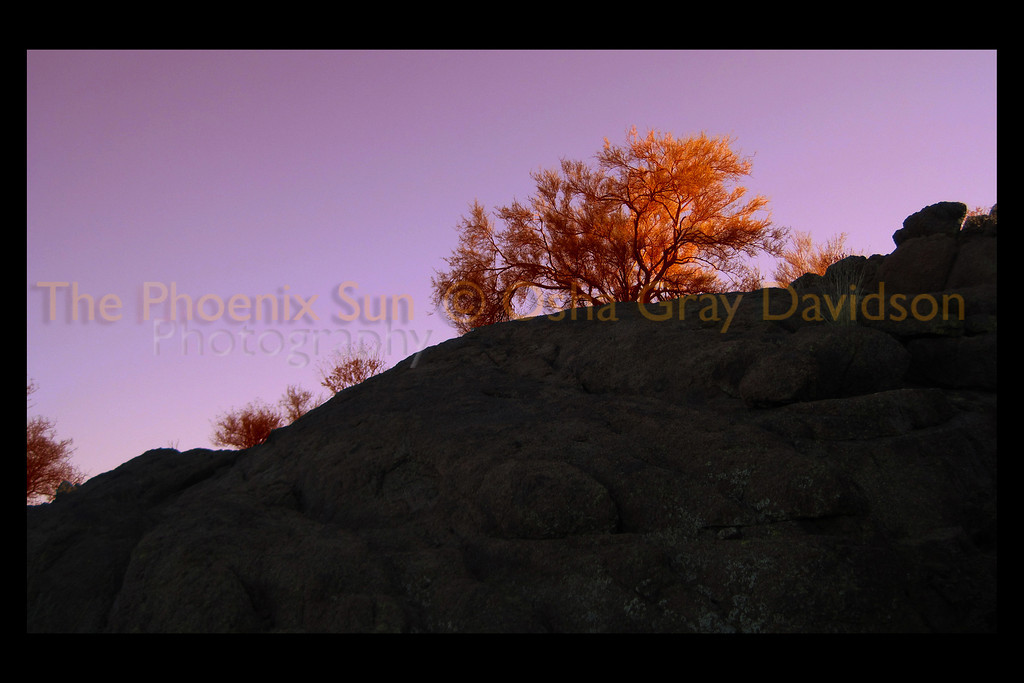 Burning bush, Camelback Mountain.