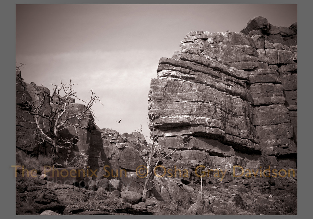 California Condor, Grand Canyon.