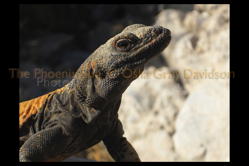 Chuckwala lizard, male.