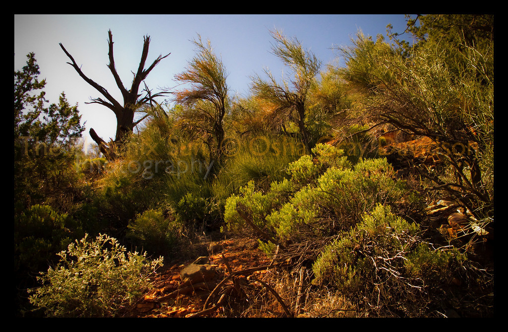 Hillside, near Sedona.