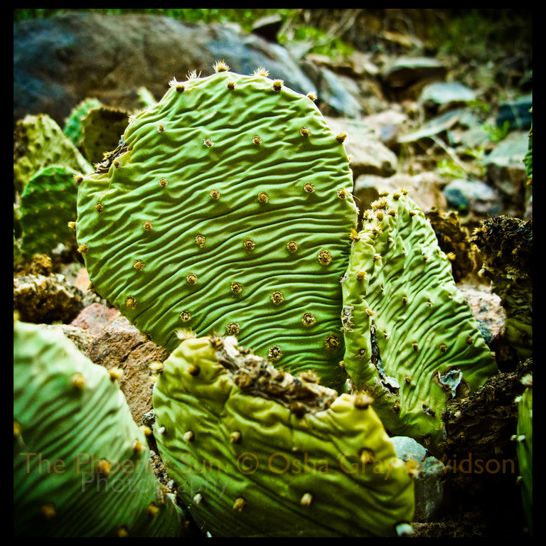 Prickly Pear, Grand Canyon (Opuntia basilaris v. longiareolata).