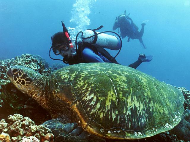 Wearing Blue while Visiting the Turtle House
