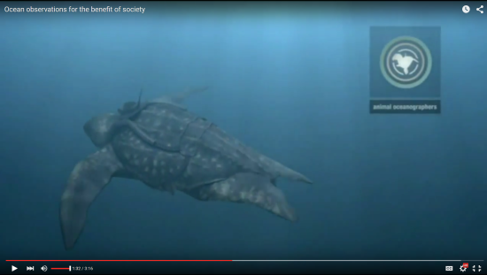 Still from "Ocean Observations for the Benefit of Society." (POGO)