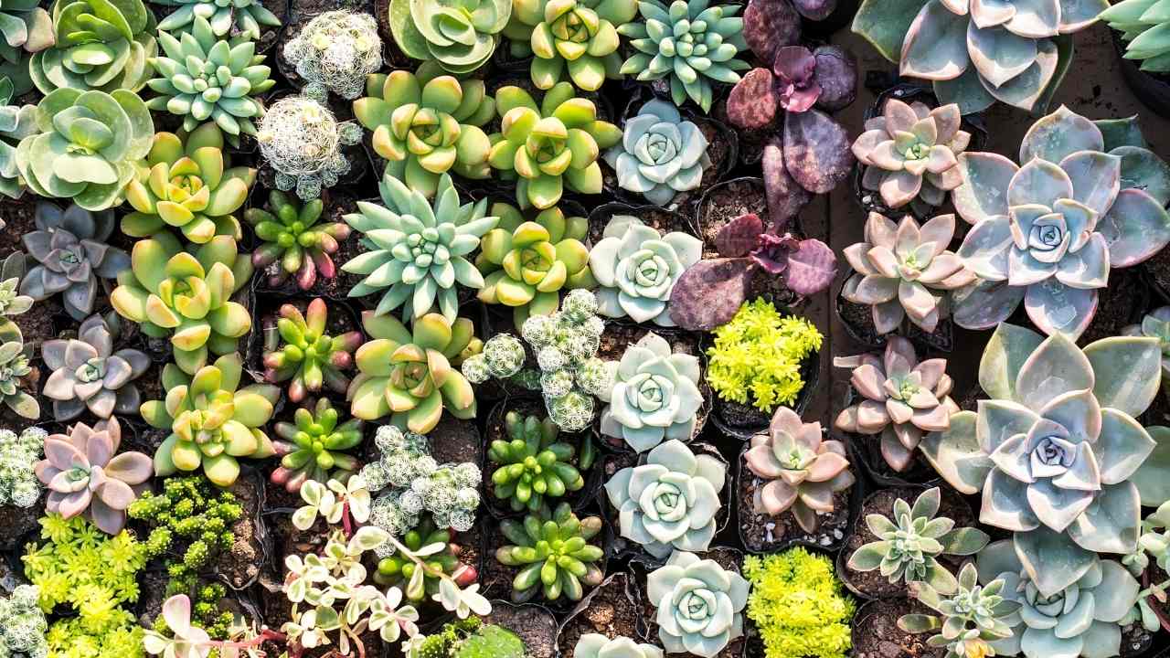 Can Succulents Live Under Solar Panels?